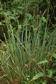 Carex ballsii